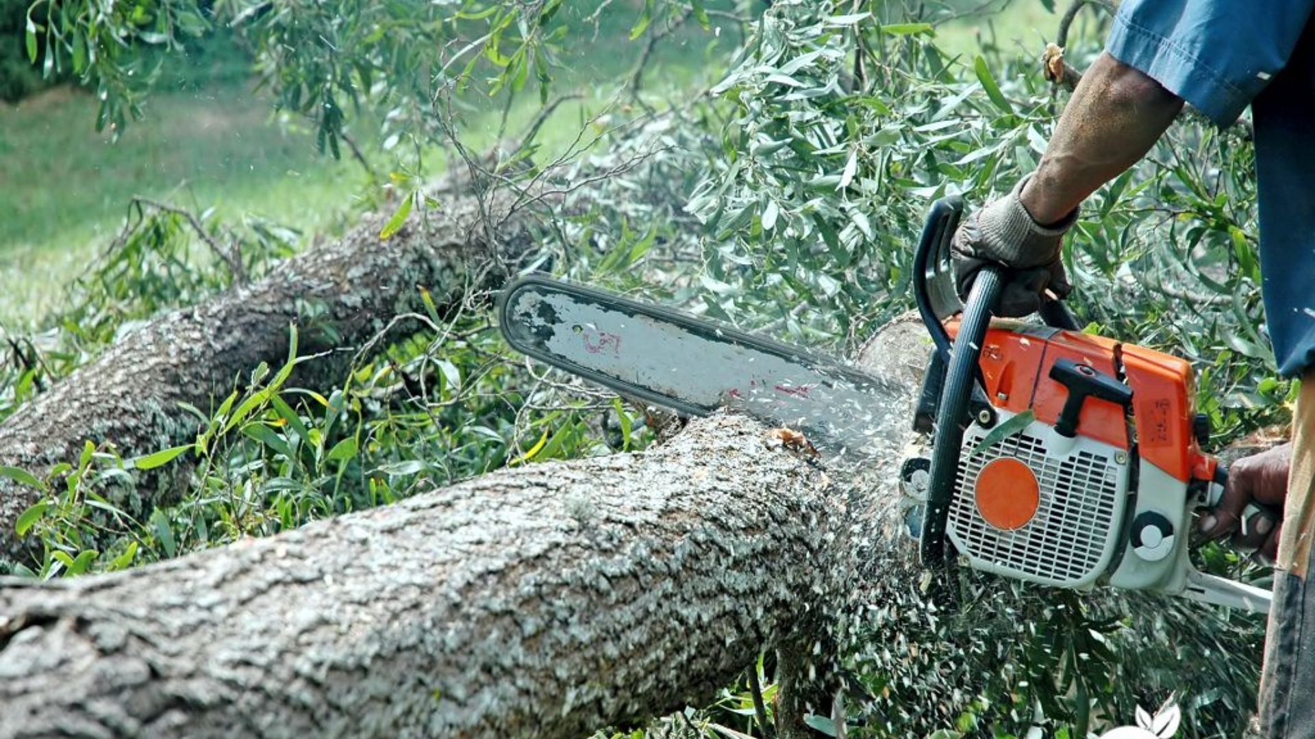 LICENCIAMENTO FLORESTAL